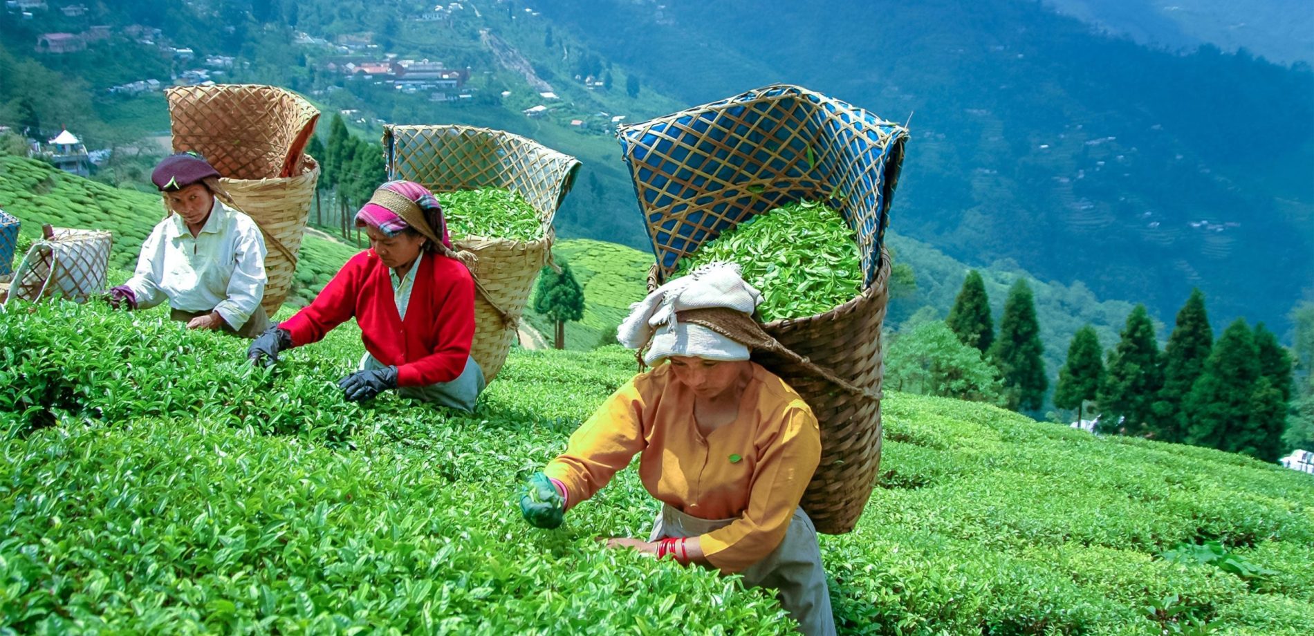 Darjeeling-Pickers